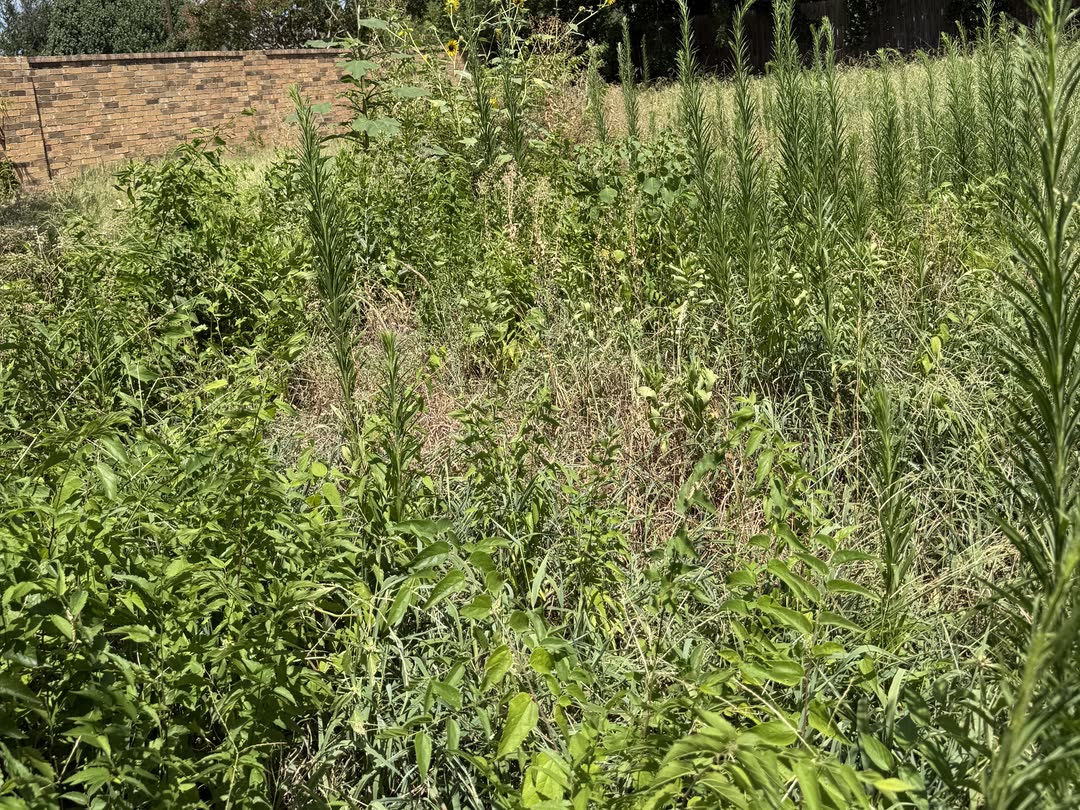 Backyard completely overgrown with waist-high weeds before clearing — Arlington, TX