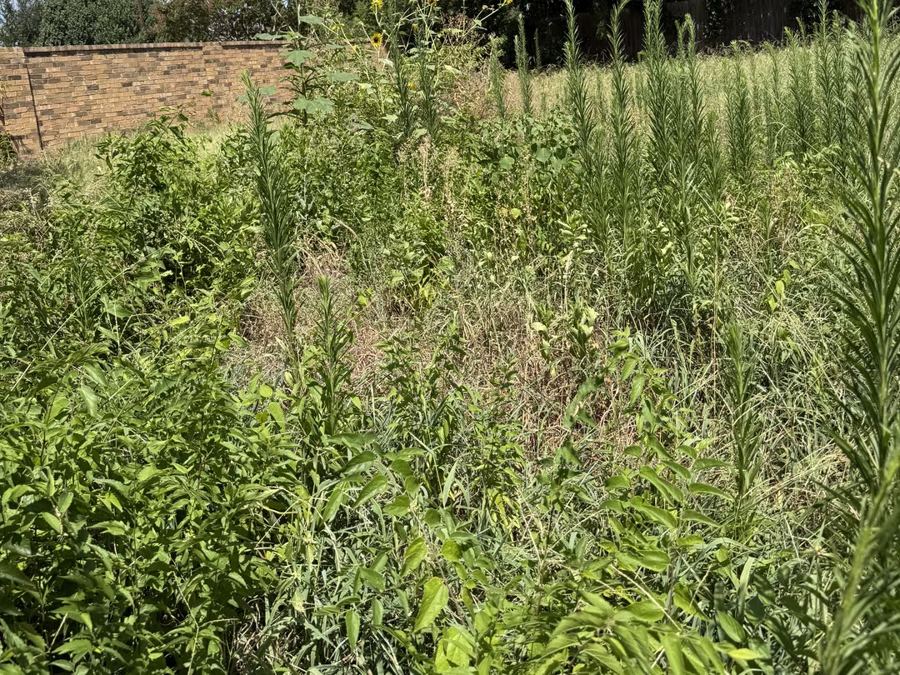 Backyard completely overgrown with waist-high weeds before clearing — Arlington, TX