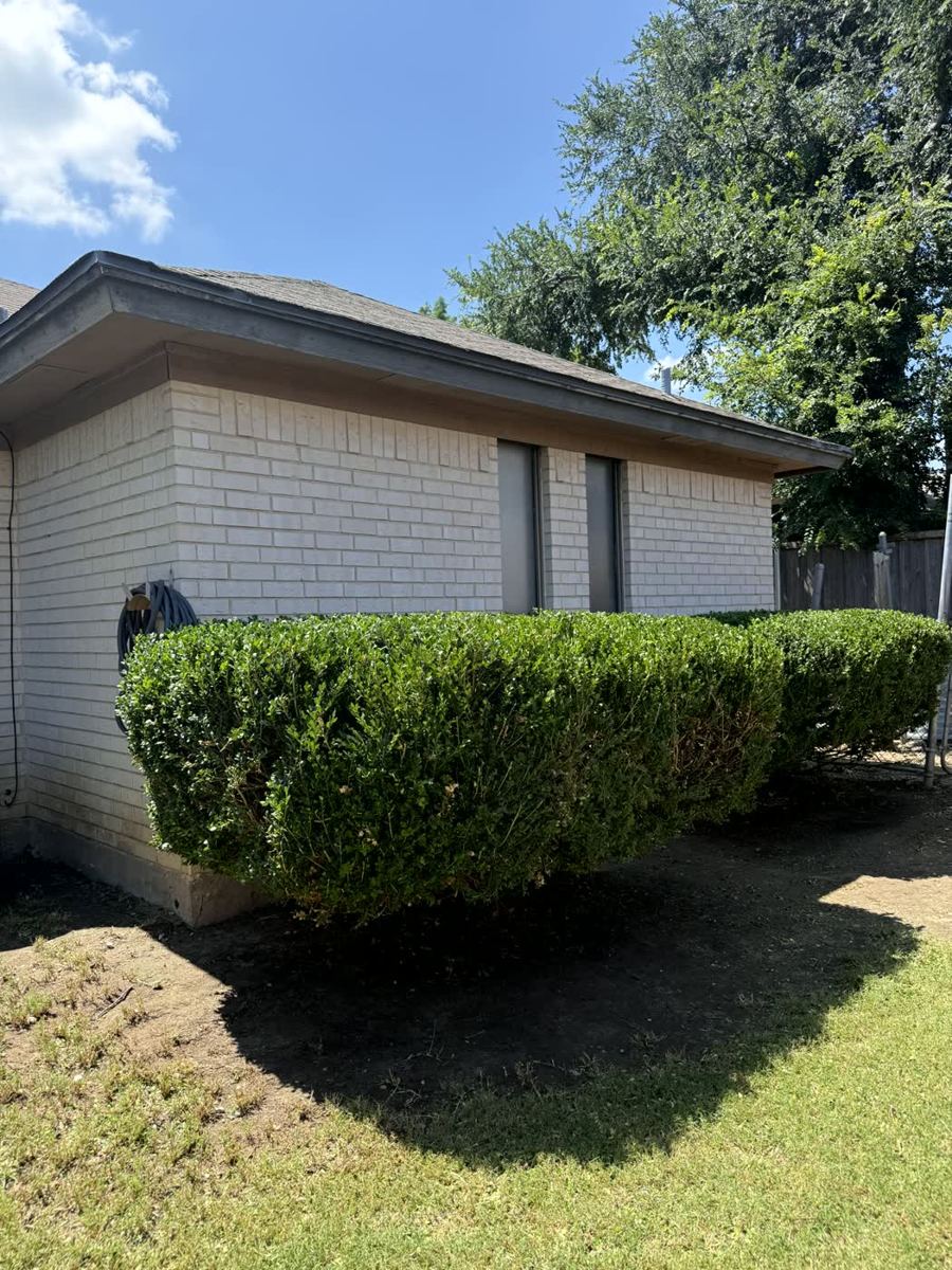 Neatly trimmed compact hedge after service — Arlington, TX