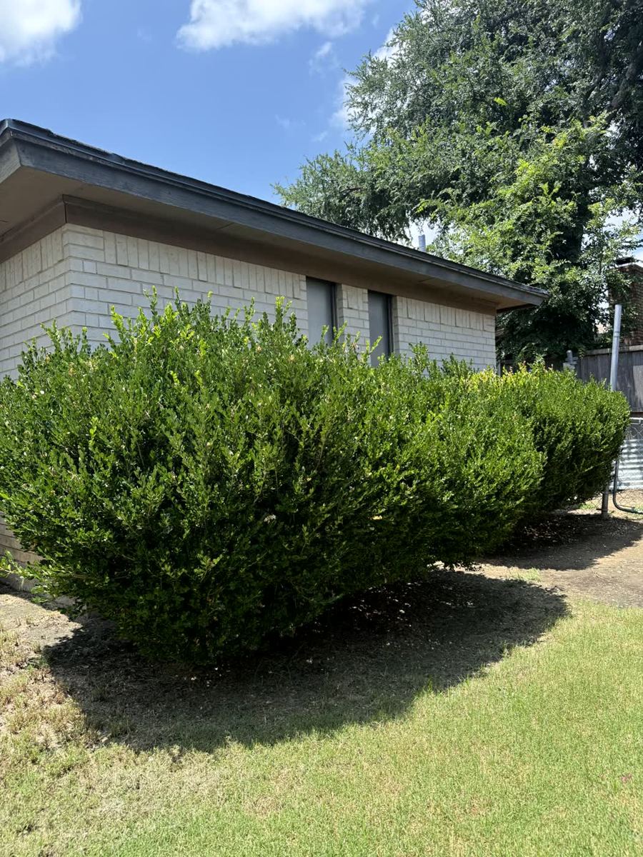 Overgrown hedge bushes blocking house before trimming — Arlington, TX