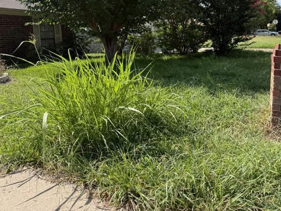 Front yard overgrown with tall weeds and grass around a tree before mowing — Arlington, TX