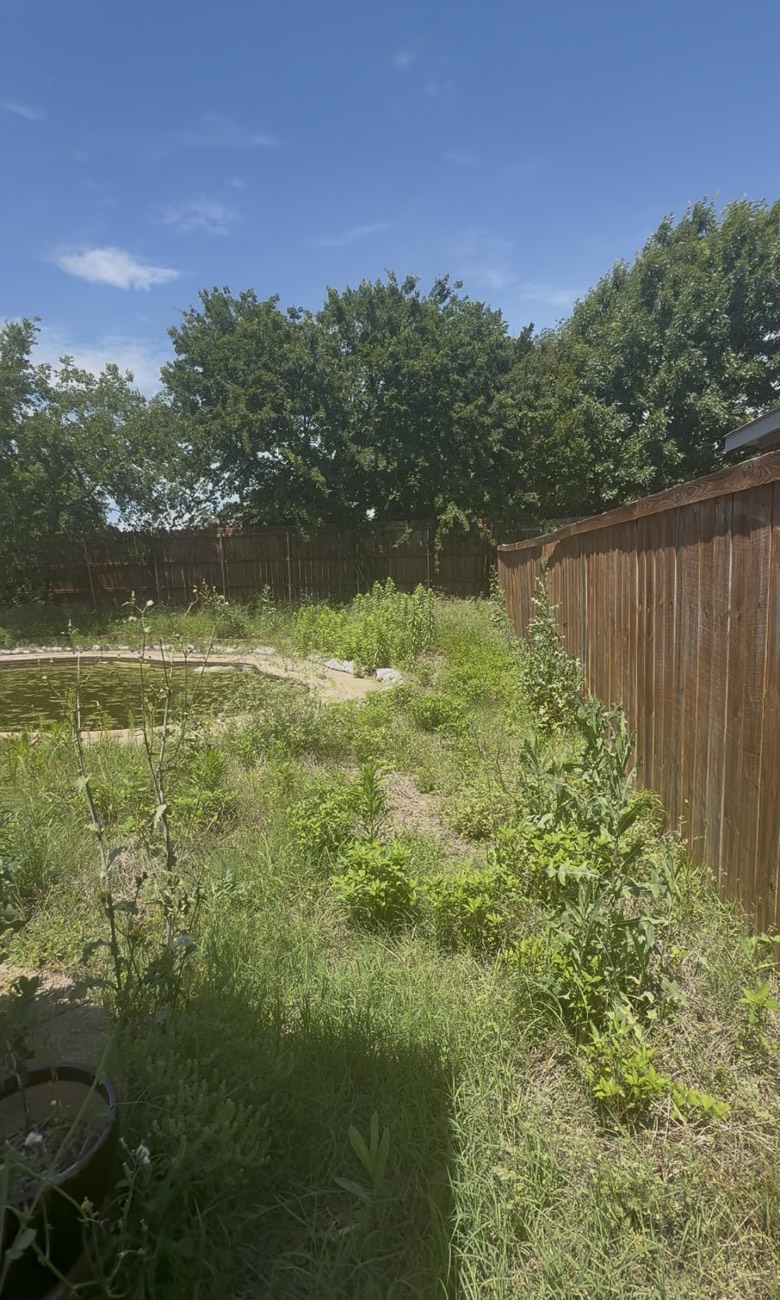 Overgrown backyard with tall weeds before lawn care — DFW area
